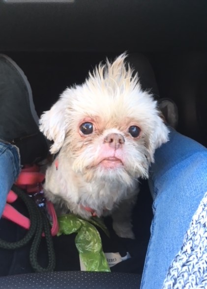 dogs with special needs for adoption near me