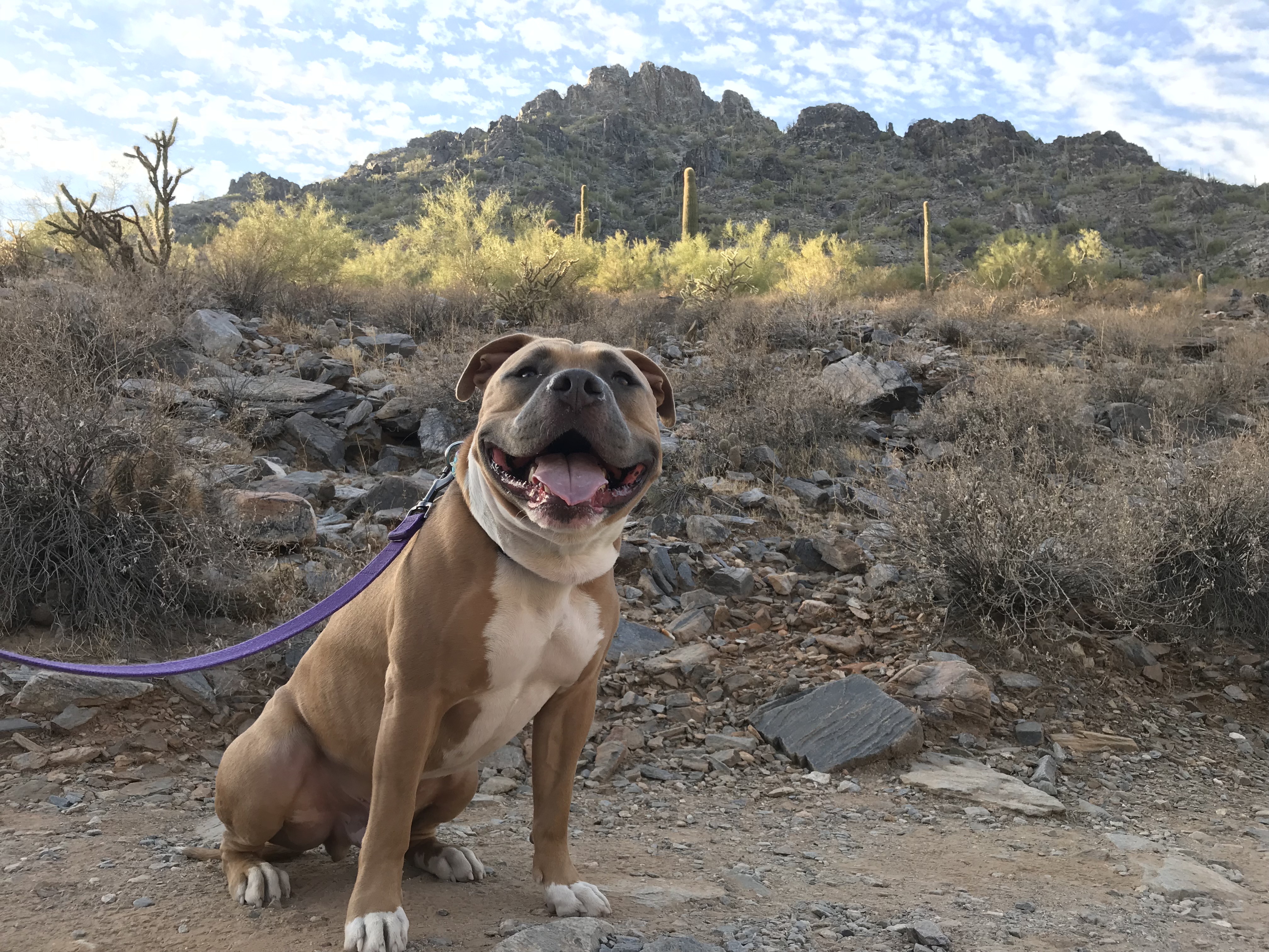 2019 rescue dog show