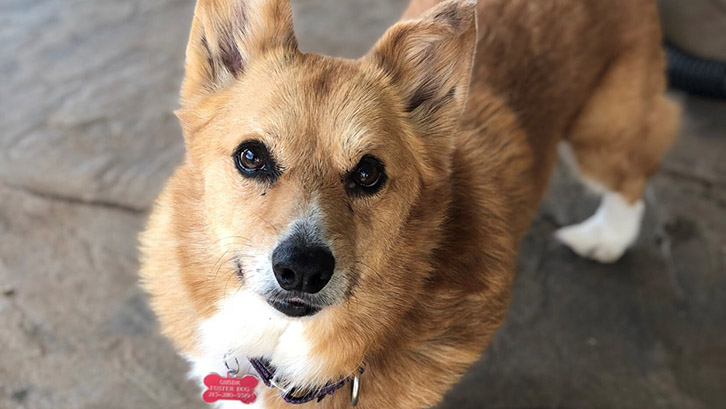 2019 rescue dog show