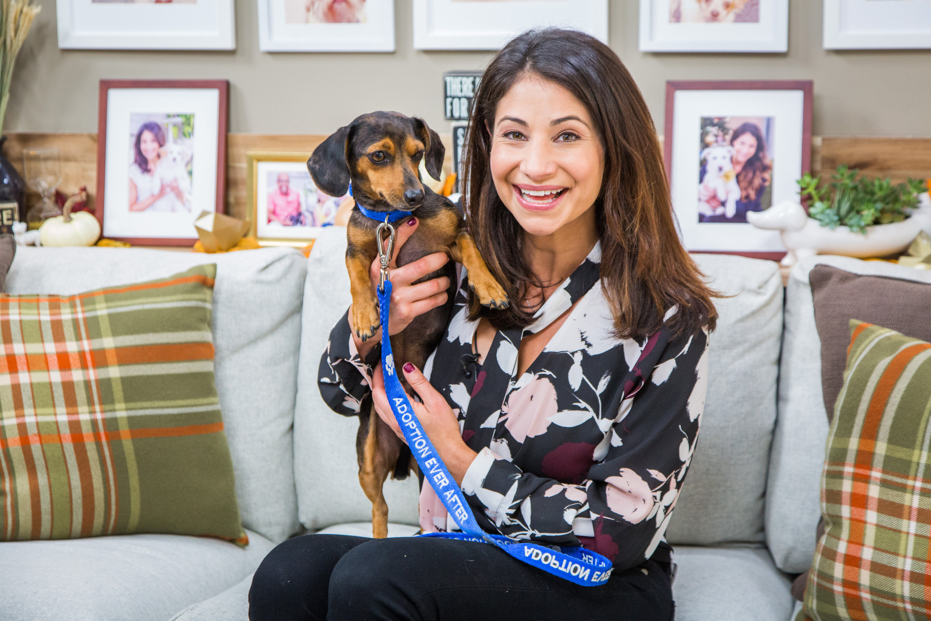 happy tails dachshunds