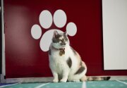 Highlights - Touchdown Bobcats - Cat Bowl