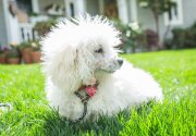 Adoption Ever After - Cornelius