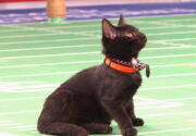 Highlights - Marble to the Rescue - Kitten Bowl VI