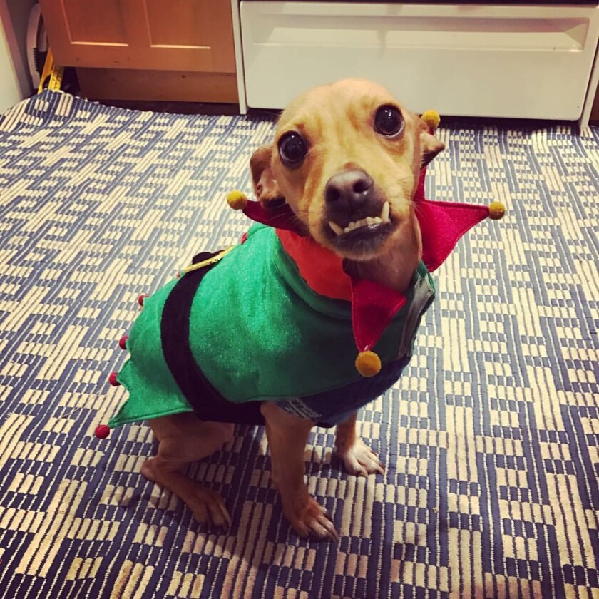 Andy - Underbite Category