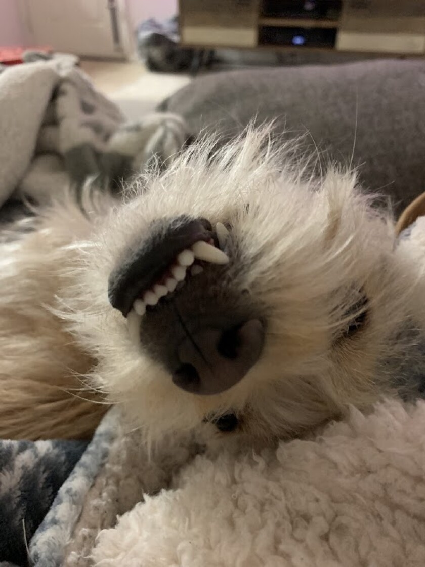 Oliver - Underbite Category
