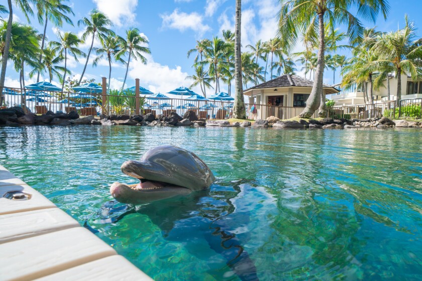 Picture of a dolphin jumpig out of the pool. AT THE KAHALA RESORT