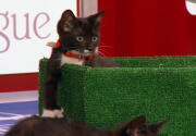 Highlights - The Little Longtails Victorious - Kitten Bowl VI