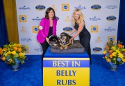 Highlights - Best in Belly Rubs - American Dog Rescue Show 2020
