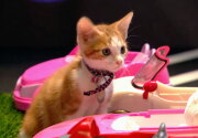 Highlights - Adoption Ever After Fair - Cat Bowl II