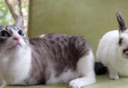 Adoption Stories - Lil' Bunny Sue Roux - Kitten Bowl