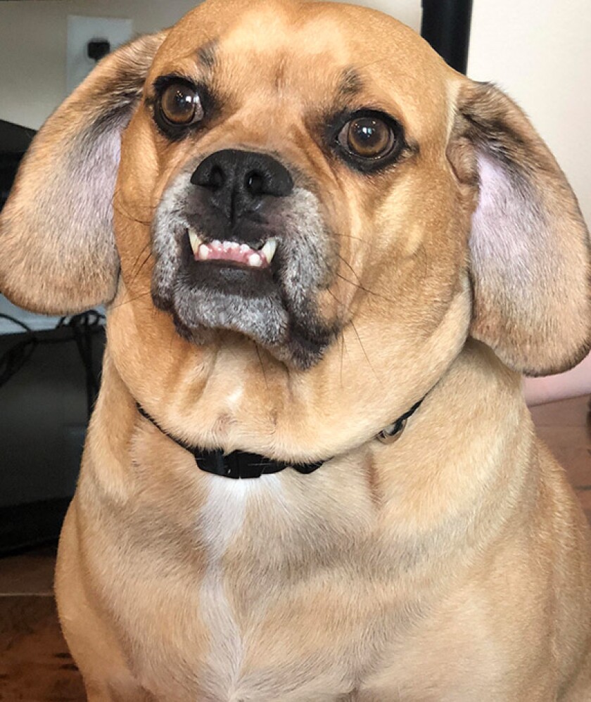 JoJo - Underbite Category