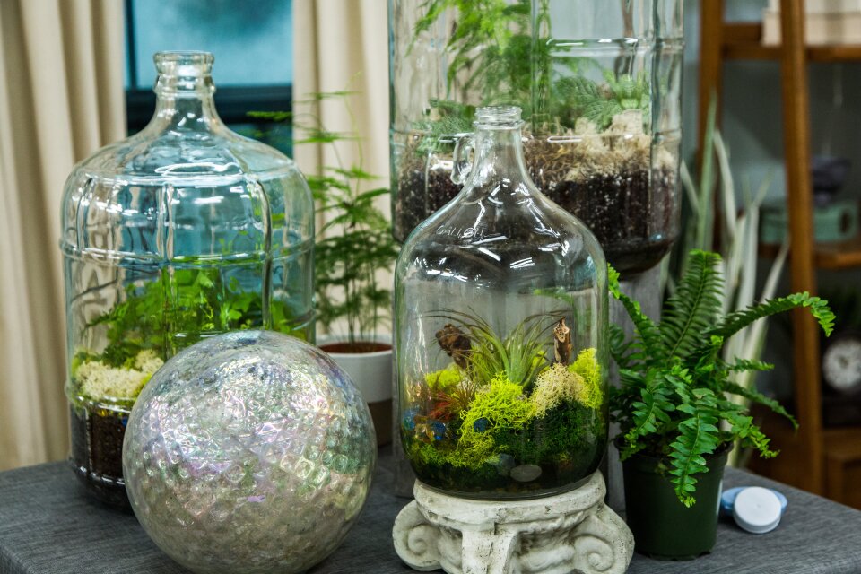 Cara Membuat Terrarium untuk Dekorasi Ruangan Cara Membuat Terrarium untuk Dekorasi Ruangan