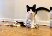 Highlights - Kitten Bowl VIII - Meet Felix