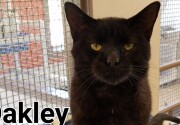 Adoption Ever After with Oakley - Home & Family