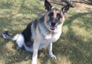 Luca - Search and Rescue Dog - Hero Dog Awards 2017