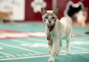 Highlights - Twinkles Shines - Cat Bowl