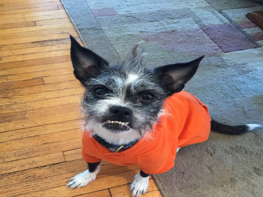 Frankie - Underbite Category