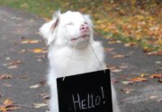 Highlights - Special Needs Dogs