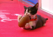 Highlights - Kitten Bowl Kickoff - Kitten Bowl VII