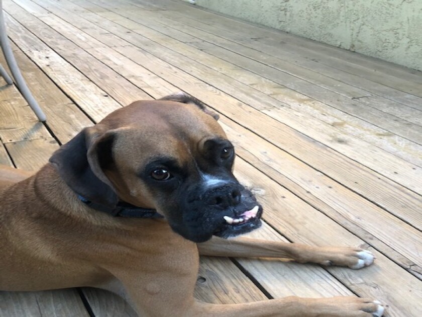 Sam - Underbite Category