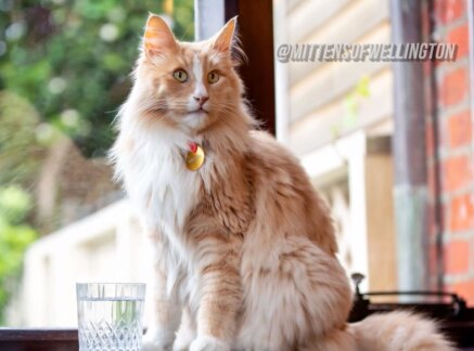 Highlights - Kitten Bowl VIII - Meet Mittens