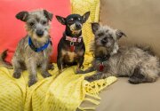 Violet, Cecil and Seymour - Adoption Ever After - Home & Family