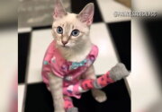 Highlights - Kitten Bowl VIII - Princess Cecily
