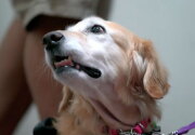 Chi Chi - Therapy Dog - Hero Dog Awards 2018