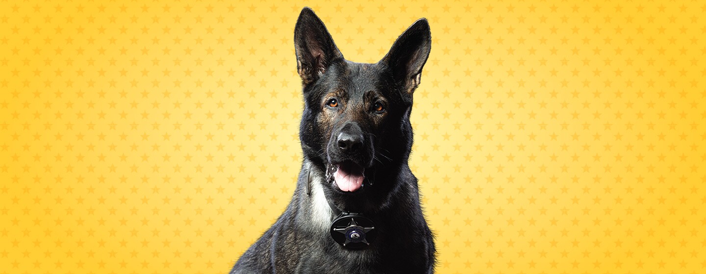 American Humane Hero Dog Awards 2022 American Humane Hero Dog Awards Site:Youtube.Com