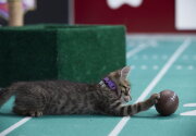 Cat-lete of the Week - Wendell - Episode 11