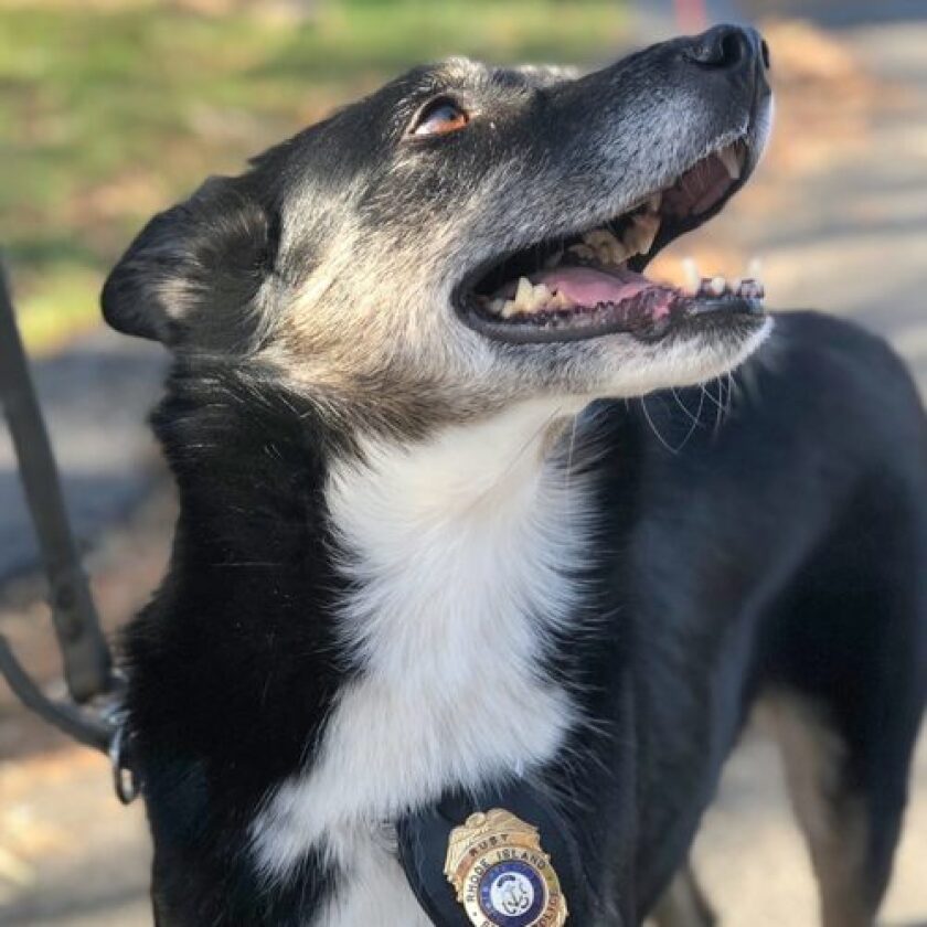 Ruby - Search and Rescue | 2018 American Humane Hero Dog Awards