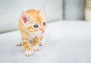 Adoption Ever After - Clementine - Home & Family