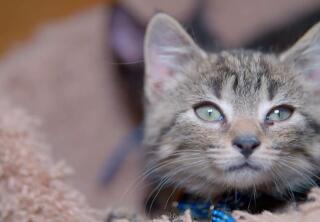 Highlights - Rebecca Romijn on Adopting Your Next Pet - Kitten Bowl VI