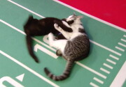 Cat-lete of the Week - Zippy & Turbo - Cat Bowl II
