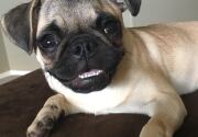 Preview - Best in Smile Category - 2019 American Rescue Dog Show