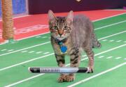 Cat-lete of the Week - Coach Derby - Kitten Bowl V