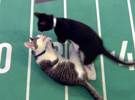 Highlights - The winning moment - Cat Bowl II
