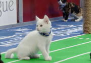 Highlights - Kitten Bowl VIII - North Shore Bengals Touchdown