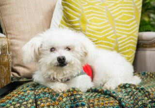 Adoption Ever After - Elsie