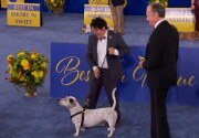 Highlights - Best in Rescue 2019