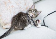 Emory - Adoption Ever After - Home & Family