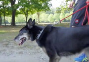 Ruby - Search and Rescue Dog - Hero Dog Awards 2018