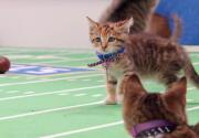 Cat-lete of the Week - Star - Kitten Bowl V