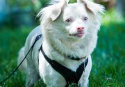 Odie - Adoption Ever After - Home & Family