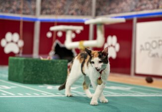 Highlights - Coach Rodney's Secret Play - Cat Bowl