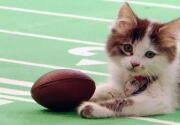 Cat-lete of the Week - Prince Hairy- Episode 5