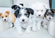 Adoption Ever After - Savanna, Serena, Spencer, Stella, and Stetson - Home & Family