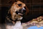 Preview - 2018 American Rescue Dog Show