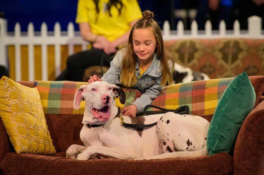 Breed Rescues