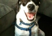 Preview - Best in Fetching Category